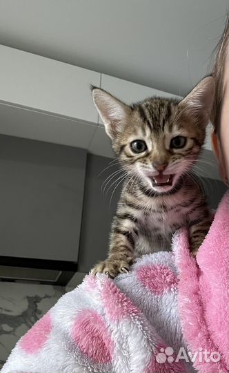 Бенгальский котенок девочка