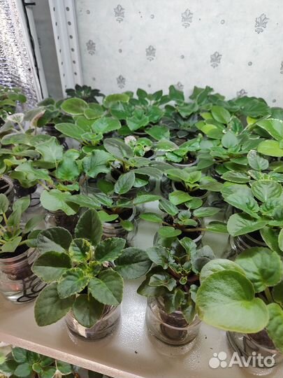 Детки фиалок полумини, мини