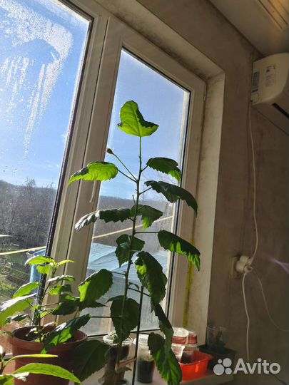 Гибискус китайская роза