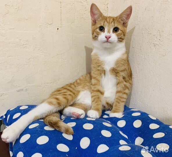 Котенок девочка 4 мес