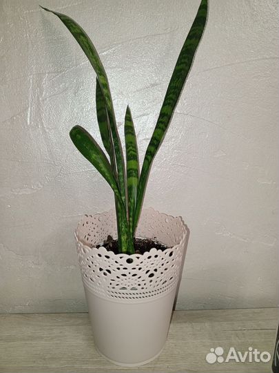 Сансевиерия