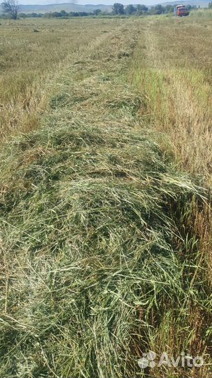 Сено в тюках