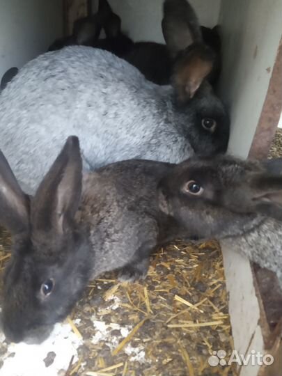 Продам кроликов