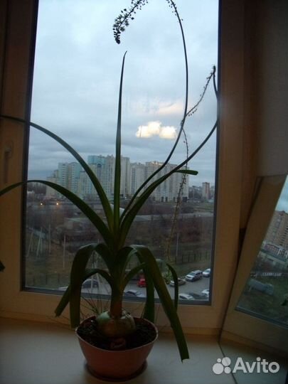 Индийский лук