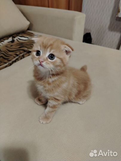 Вислоухие котята
