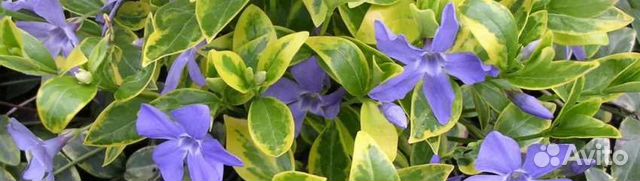 Барвинок пестролистный