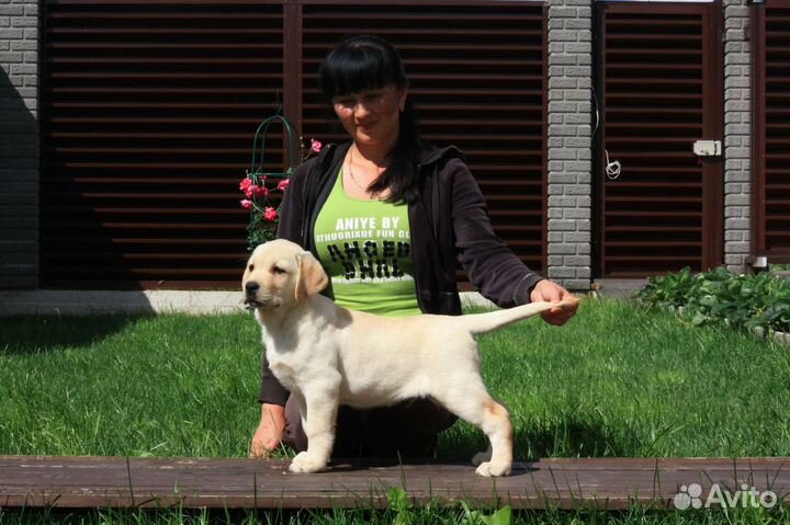 Щенки лабрадора