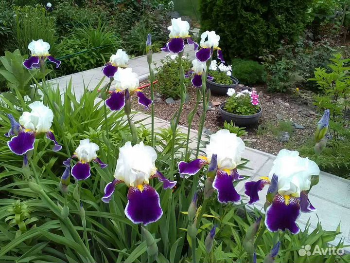 Ирис бородатый Вабаш