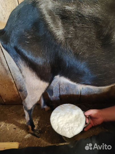 Дойная коза ла- манча