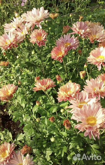 Хризантемы мультифлора