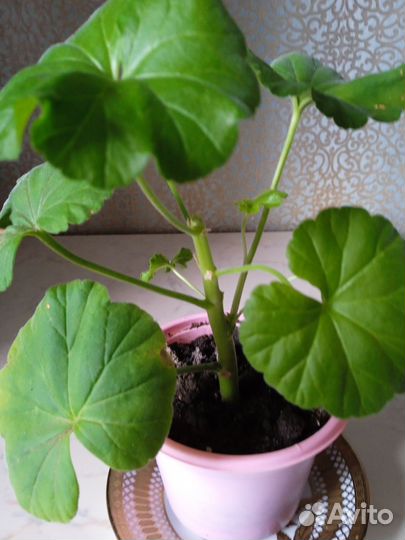 Пеларгония герань