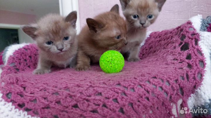 Бурманская кошка