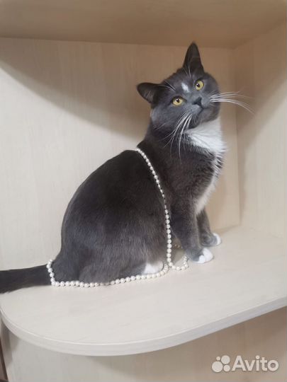 Котёнок. Кот