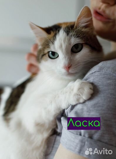 Кошки в добрые руки