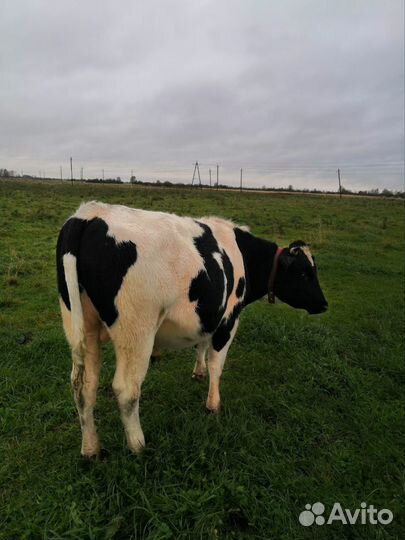 Продам коров и быков