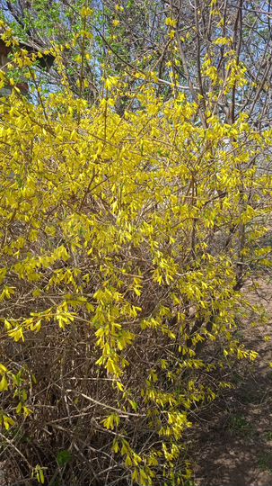 Дача 25 м² на участке 6 сот.