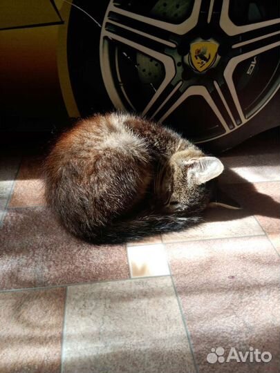 Котёнок мальчик