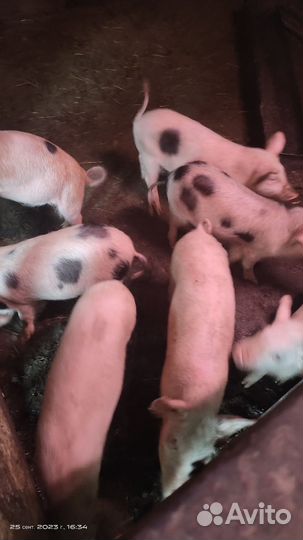Поросята