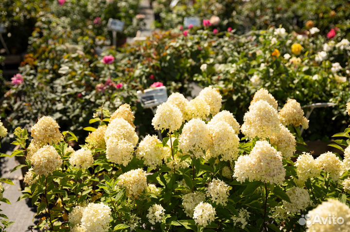 Гортензия метельчатая саженцы (опт и розница)