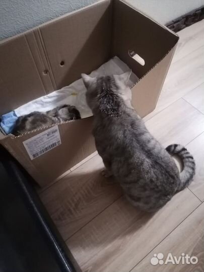 Шотландские котята