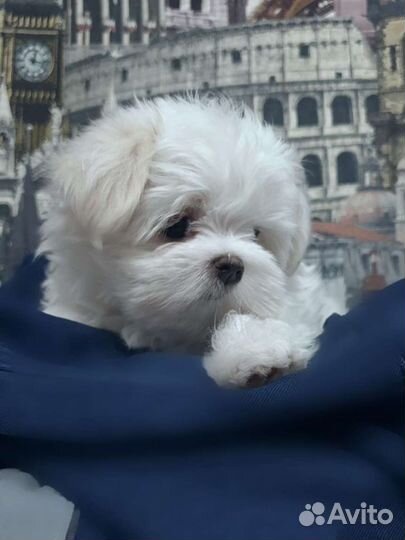 Щенки Мальтезе