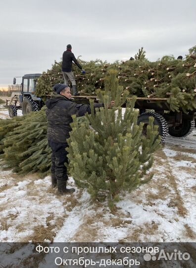 Сосна сентябрьская пушистая опт