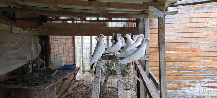 Голуби тульские чеграши