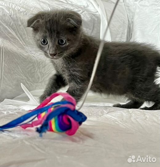 Котята