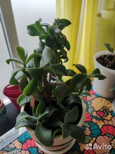 Суккуленты