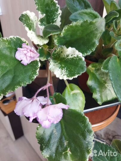 Цветы фиалки