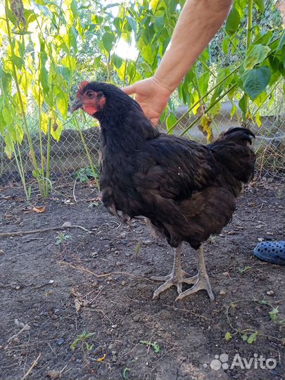 Петух джерсийский гигант