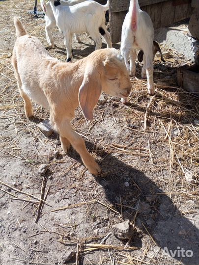 Козлята