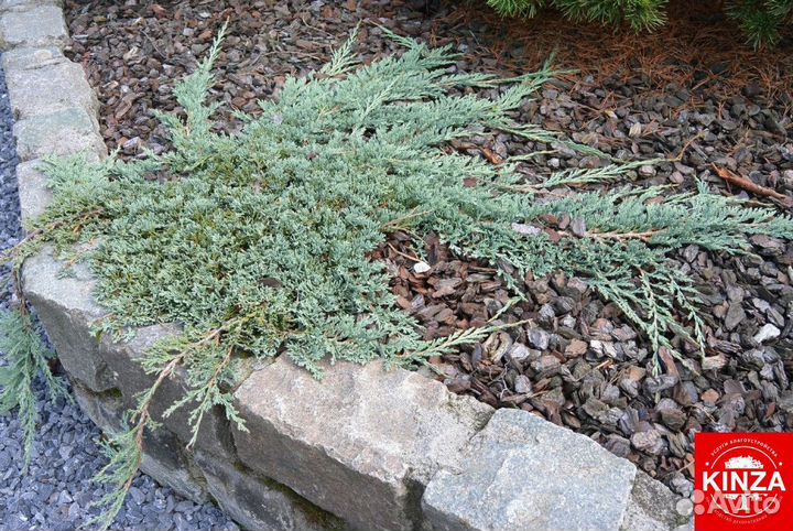 Можжевельник стелящийся для дачи