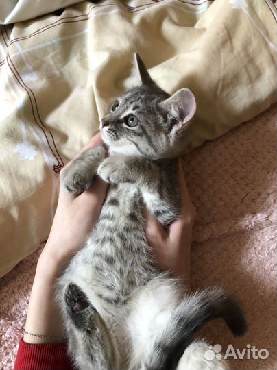Котенок