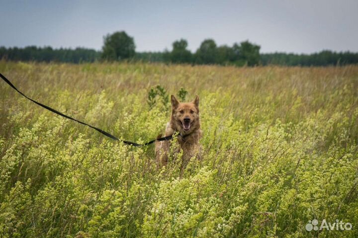 Дарий в добрые ручки