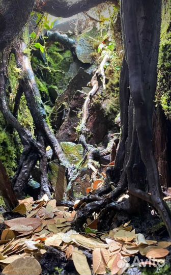 Хамелеон с новым террариумом