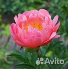 Корни пиона Корал Сансет