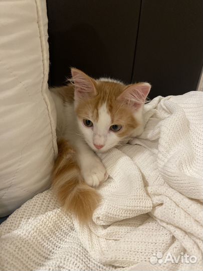 Рыжий котенок