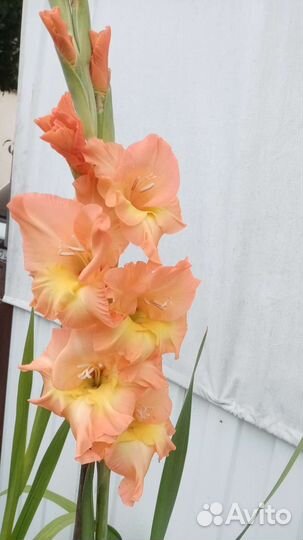 Гладиолусы луковицы