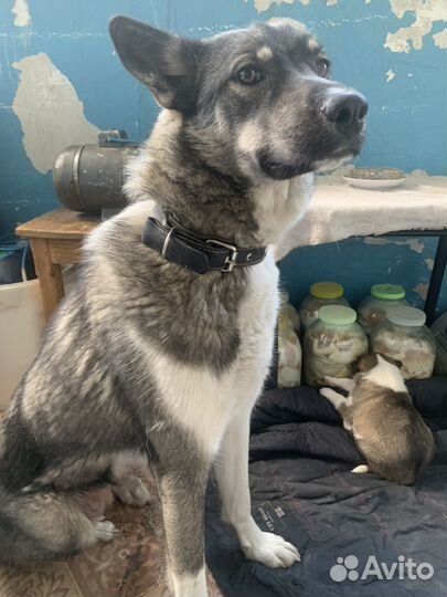 Собака бесплатно