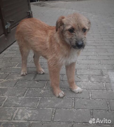 Скромный Бублик ищет дом и хозяина