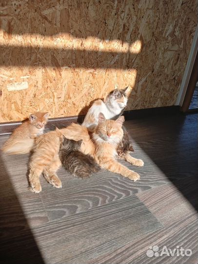 Курильский бобтейл