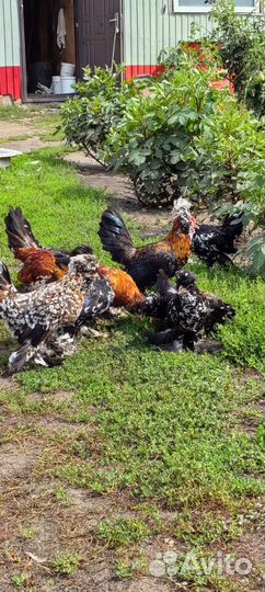 Куры Узбекская бетнамка