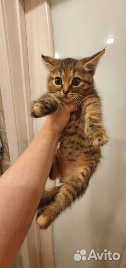Котёнок