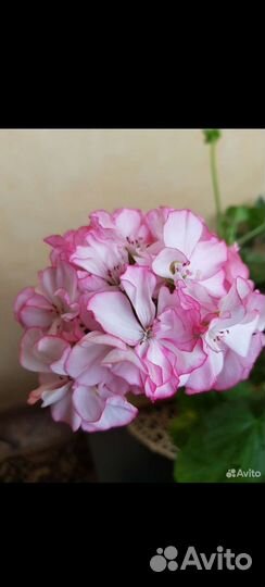 Пеларгония зональная Pretty Petticoat