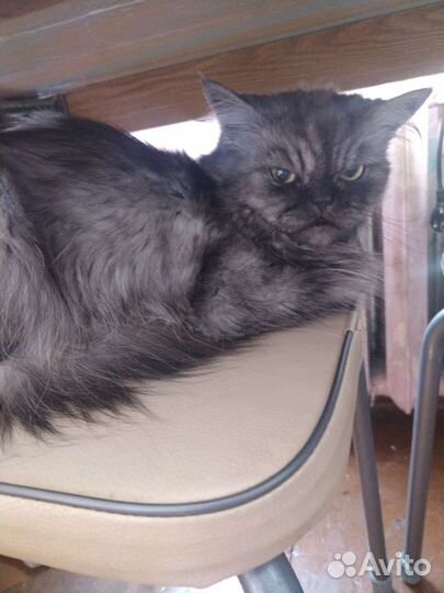 Персидская кошка