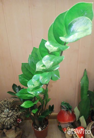 Замиокулькас (Долларовое дерево )