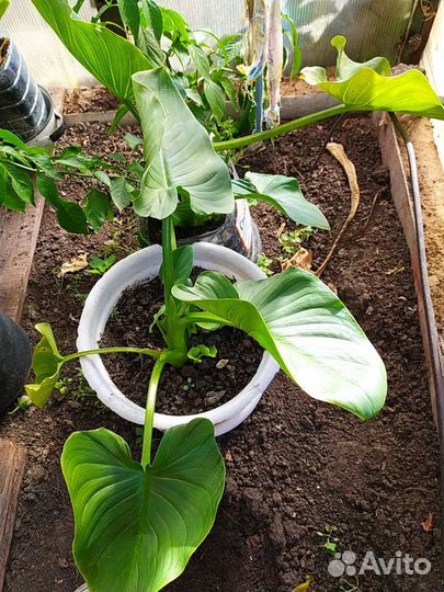 Цветы Каллы в горшке