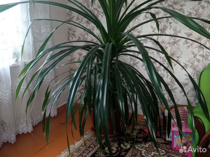 Пальма панданус