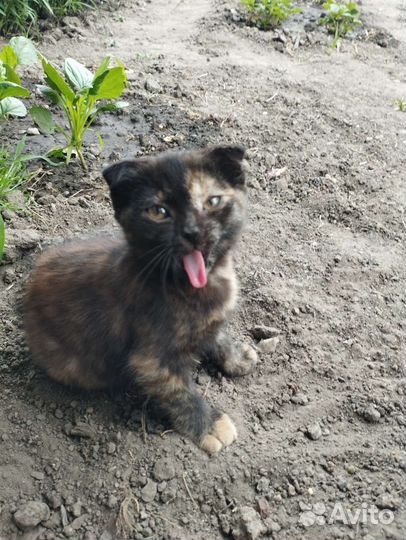 Котята в добрые руки бесплатно